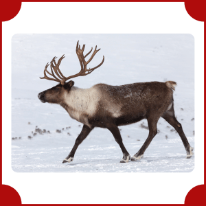 Reindeer | Big Animals with Names