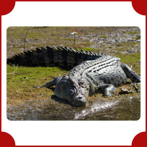 Saltwater Crocodile | Big Animals with Names