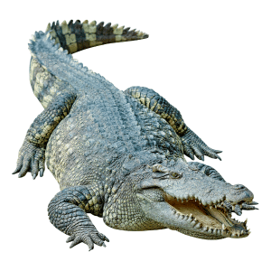 Saltwater Crocodile | Dangerous Animals with Names