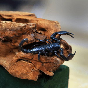 Scorpion | Dangerous Animals with Names
