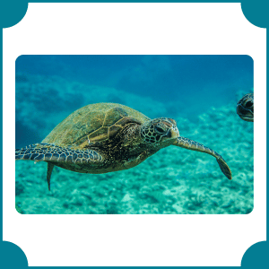 Sea Turtle
