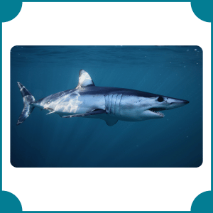 Shortfin Mako Shark