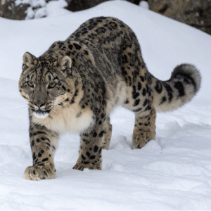 Snow Leopard | Dangerous Animals with Names