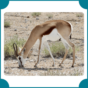 Springbok | Fastest Animals with Names