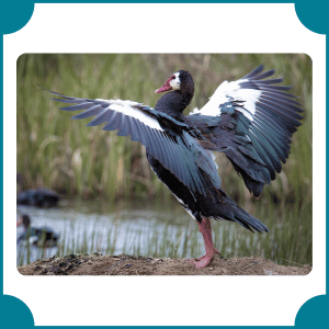 Spur-winged Goose | Fastest Animals with Names