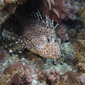 Stonefish | Dangerous Animals with Names