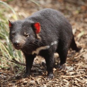 Tasmanian Devil | Dangerous Animals with Names