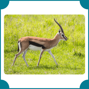 Thomson's Gazelle | Fastest Animals with Names