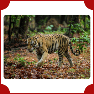 Tiger | Big Animals with Names