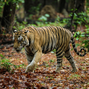 Tiger | Dangerous Animals with Names