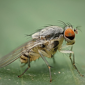 Tsetse Fly | Dangerous Animals with Names