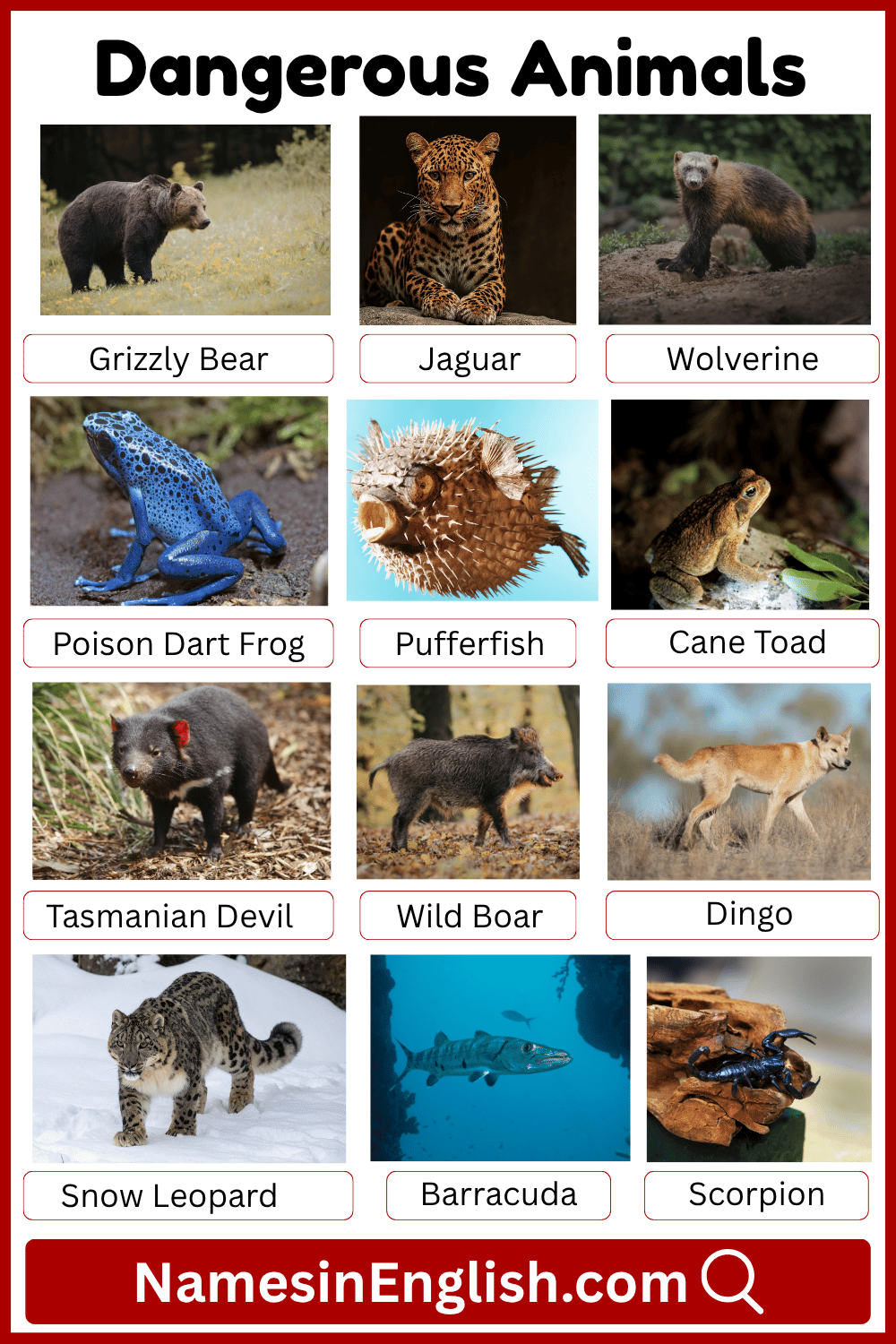 Types of Dangerous Animals Names with Pictures