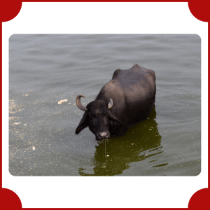 Water Buffalo | Big Animals with Names