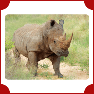 White Rhinoceros | Big Animals with Names