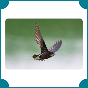 White-throated Needletail | Fastest Animals with Names