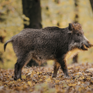 Wild Boar | Dangerous Animals with Names