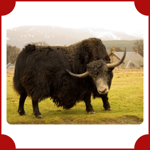 Yak | Big Animals with Names