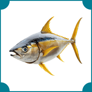Yellowfin Tuna