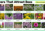 30 Flowers That Attract Bees with Names and Pictures