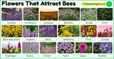 30 Flowers That Attract Bees with Names and Pictures