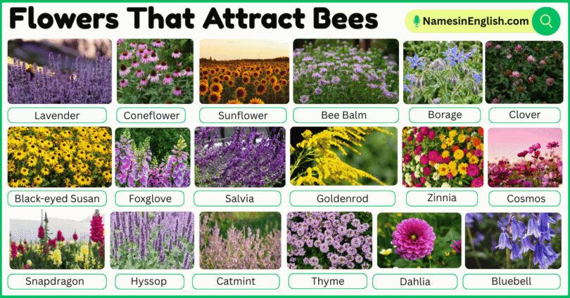 30 Flowers That Attract Bees with Names and Pictures