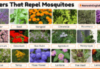 30 Flowers That Repel Mosquitoes with Names and Pictures