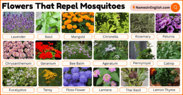 30 Flowers That Repel Mosquitoes with Names and Pictures