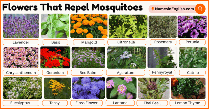 30 Flowers That Repel Mosquitoes with Names and Pictures