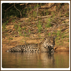 Are jaguars good swimmers