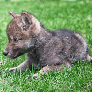 Baby of Gray Wolf