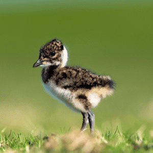 Baby of Lapwing