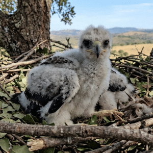 Baby of Spanish Imperial Eagle