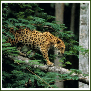 Do jaguars climb trees