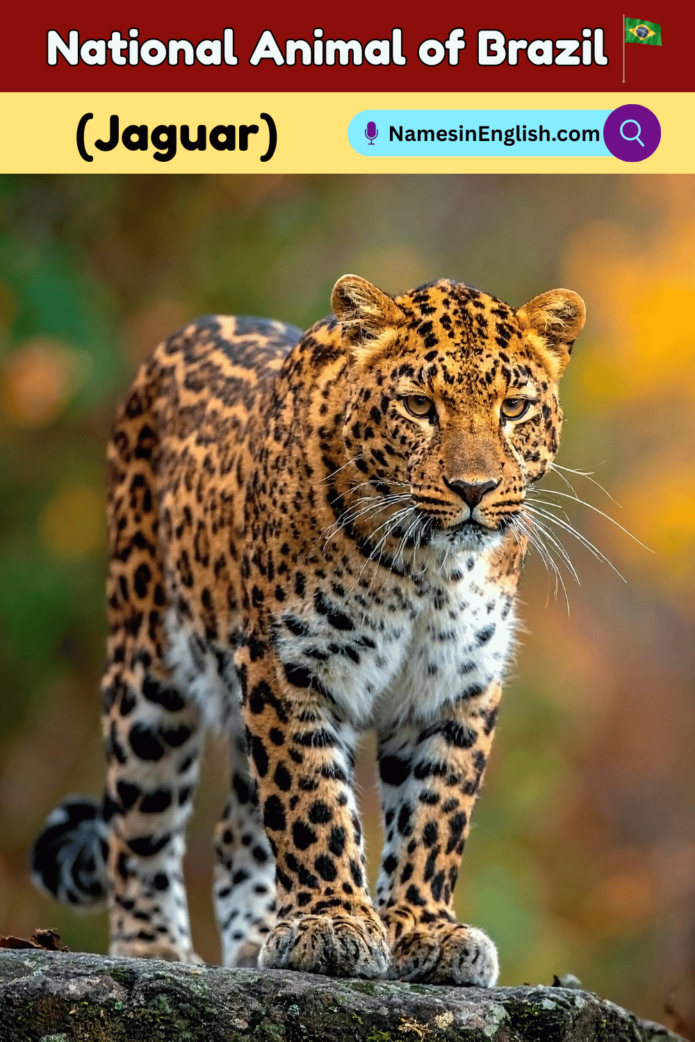 Name of National Animal of Brazil | Jaguar