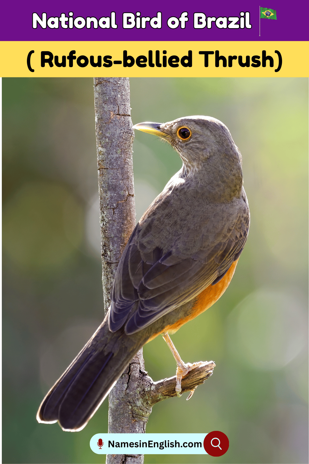 Name of National Bird of Brazil