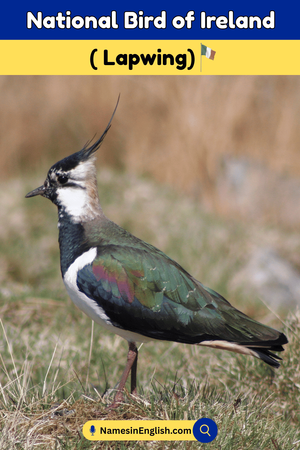 Name of National Bird of Ireland
