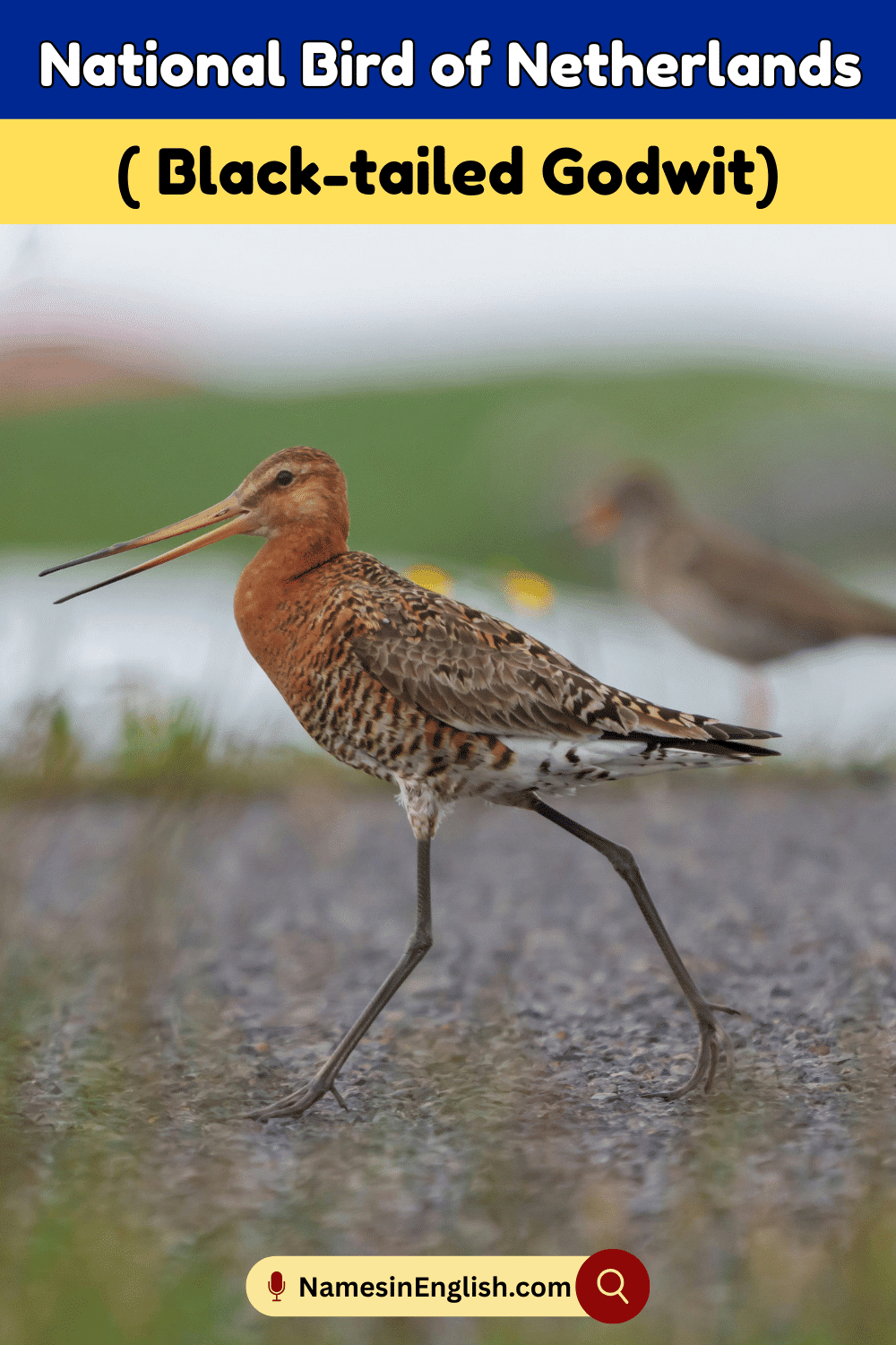Name of National Bird of Netherlands