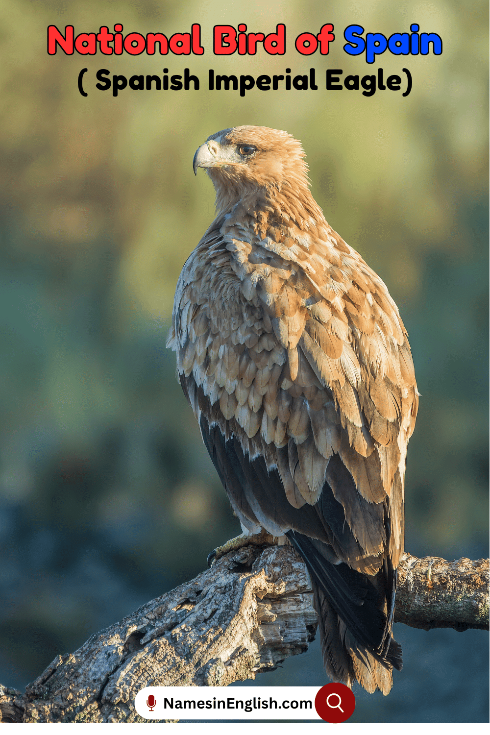 Name of National Bird of Spain
