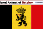 National Animal of Belgium with Name and Picture