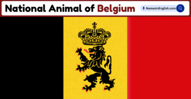 National Animal of Belgium with Name and Picture