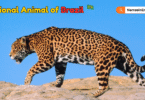 National Animal of Brazil with Name and Picture