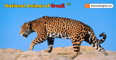 National Animal of Brazil with Name and Picture