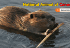National Animal of Canada with Name and Picture