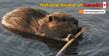National Animal of Canada with Name and Picture