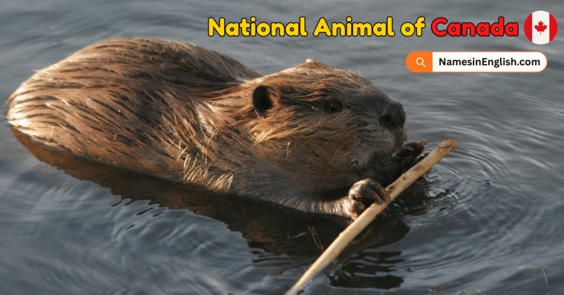 National Animal of Canada with Name and Picture