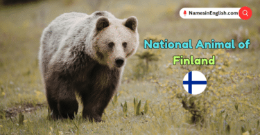 National Animal of Finland with Name and Picture