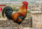 National Animal of France with Name and Picture