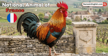 National Animal of France with Name and Picture