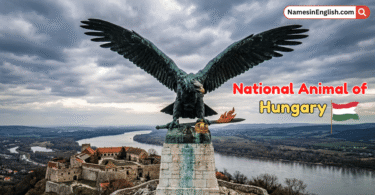 National Animal of Hungary with Name and Picture