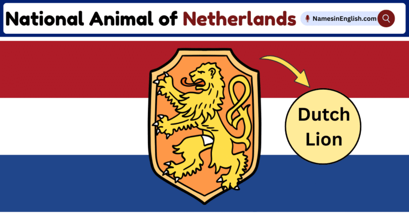 National Animal of Netherlands with Name and Picture